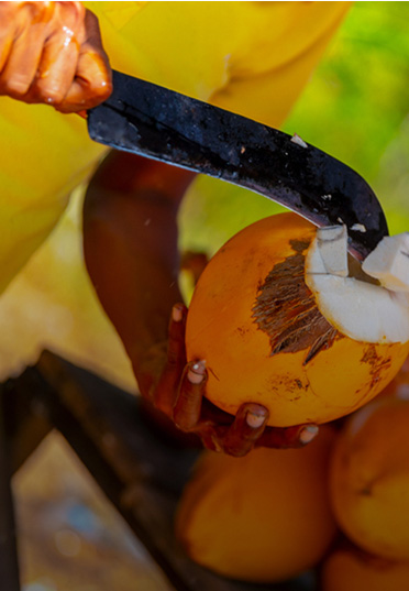 cutting-fresh-king-coconut-thambili
