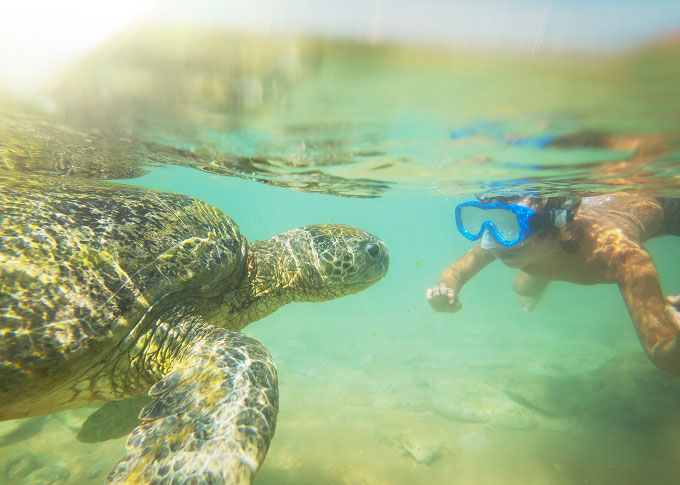 Snorkeler swimming with sea turtle in clear tropical water